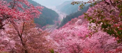 8 lieux à voir au printemps dans le Nord | Voyage sur Mesure au Vietnam