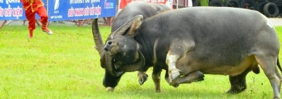 Fête de combat de buffles à Do Son agence de voyage locale au vietnam