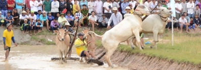 Fête de Dolta et course de bœufs agence de voyage au vietnam