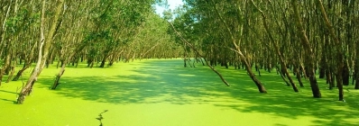 Forêt de cajeputiers de Tra Su agence de voyage vietnam