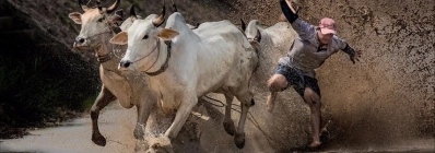 La course de boeufs des Khmers agence de voyage vietnam