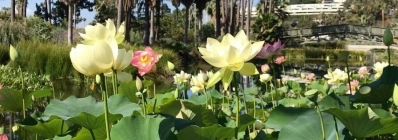 Le Festival Lotus au Sud agence de voyage au vietnam