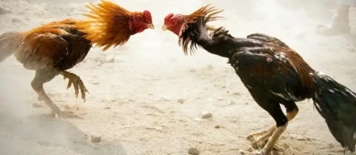 Le jeu du combat de coqs 