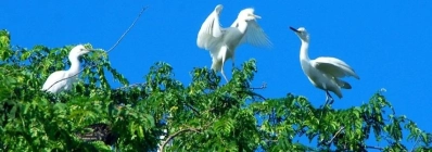 Le parc aux oiseaux de Vam Ho agence de voyage au vietnam