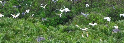 Le sanctuaire d'oiseaux de Ngoc Hien agence de voyage