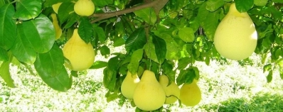 Le village Thuy Bieu Hue agence de voyage au vietnam