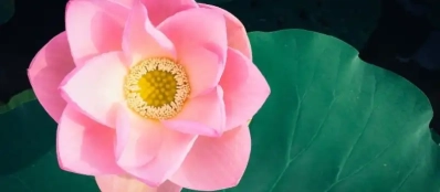  Les fleurs des 12 mois de l’année à Hanoi