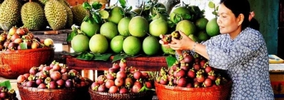 Les vergers de Lai Thieu agence de voyage au vietnam