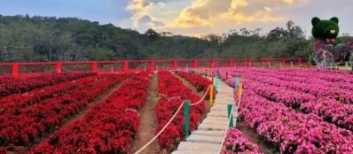 Meilleures choses à faire lors du voyage à Dalat Vietnam en 2025