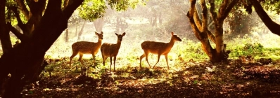 Parc national Cuc Phuong agence de voyage au vietnam