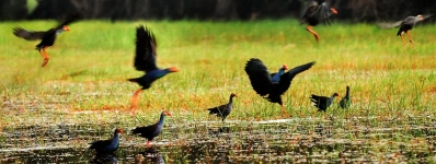 parc national de Tram Chim agence de voyage a saigon