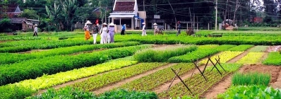 Village maraîcher de Tra Que agence de voyage au vietnam