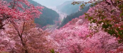 Voyage au Vietnam au printemps: Admirez les fleurs en plein essor