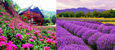 Voyage au Vietnam pour Festival de couleurs dans la vallée des fleurs Bac Ha