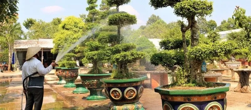 Croisiere au delta du Mekong pour découvrir des jardins de bonsaïs