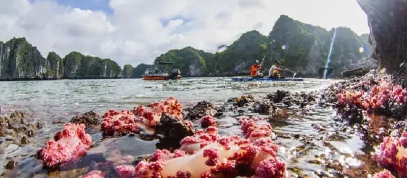 Croisiere en baie Halong pour découvrir la belle ile de Cong Do Halong