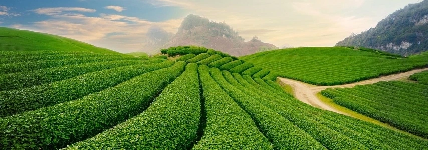 Haut plateau de Moc Chau agence de voyage au vietnam