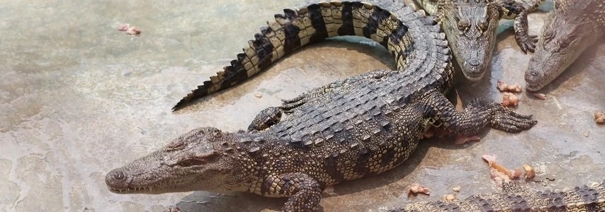 La ferme aux crocodiles Hoa Cà agence de voyage au vietnam