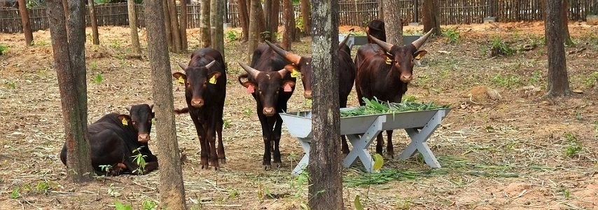 La ferme aux serpents de Dong Tam agence de voyage