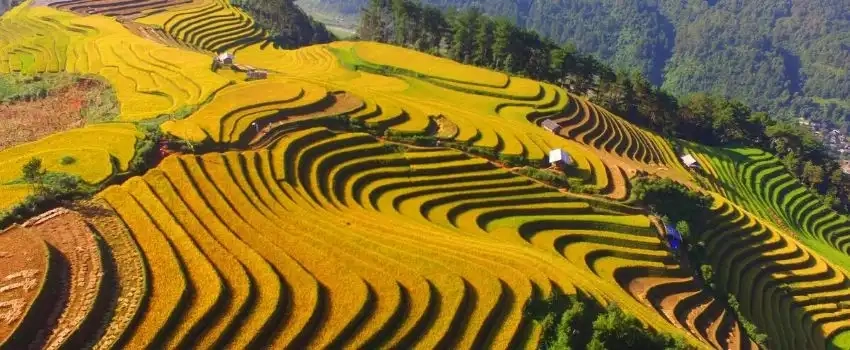 L’agriculture au Vietnam 