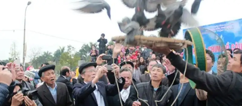 Le concours de lâcher de pigeons