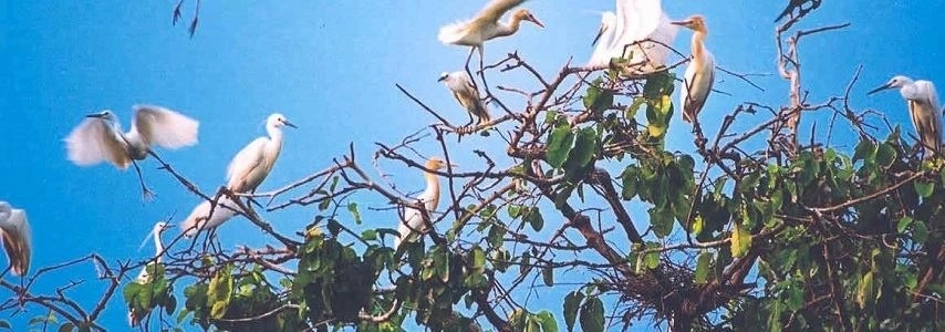 Le jardin aux cigognes de Thap Muoi agence de voyage