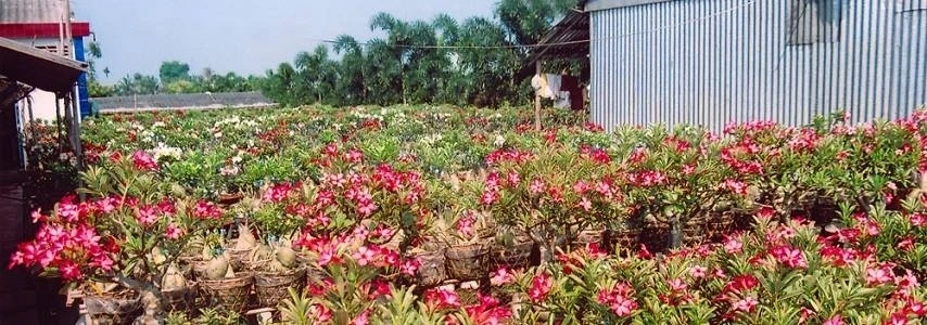 Le jardin de fleurs de Tan Quy Dong agence de voyage au vietnam