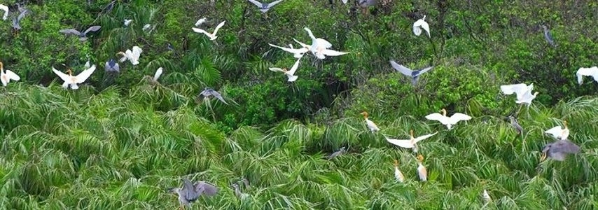 Le sanctuaire d'oiseaux de Ngoc Hien agence de voyage