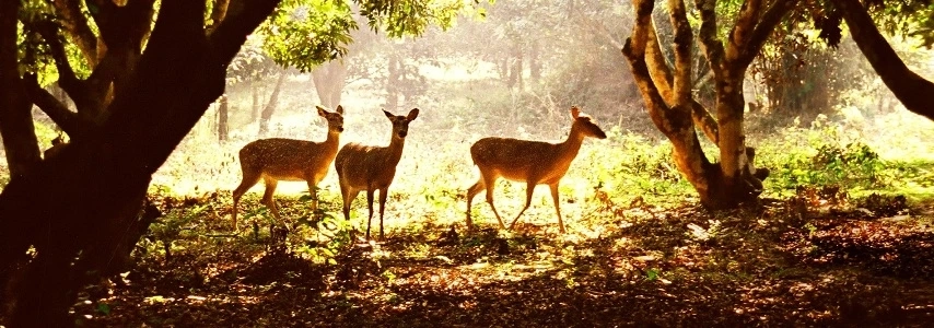 Parc national Cuc Phuong agence de voyage au vietnam