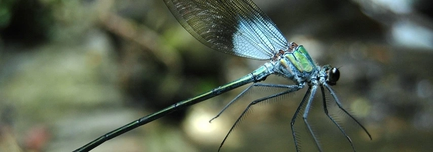 Parc national Hoang Lien agence de voyage locale francophone au vietnam