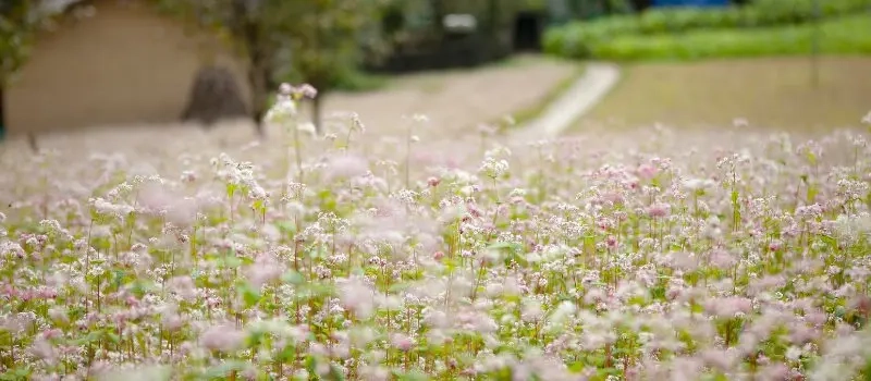 Top 11 des choses à faire à Ha Giang | Sites incontournables du Vietnam