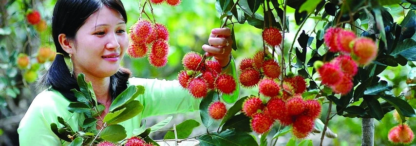 le village de bonsaï Cai Mon agence de voyage au vietnam