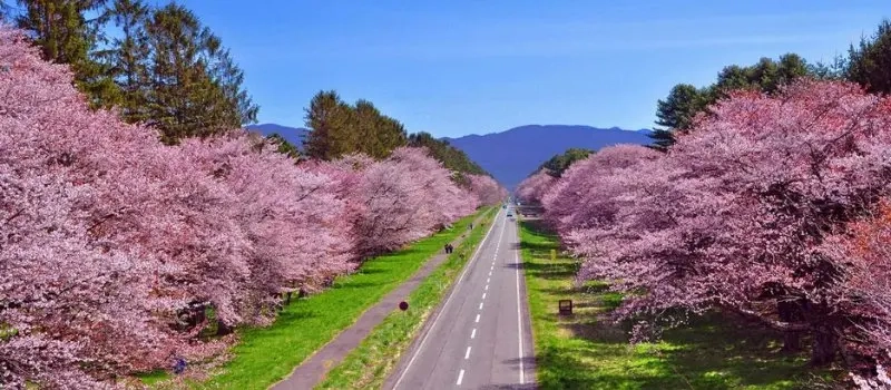 Visite Da Lat en janvier (printemps) | Voyage sur mesure au Vietnam