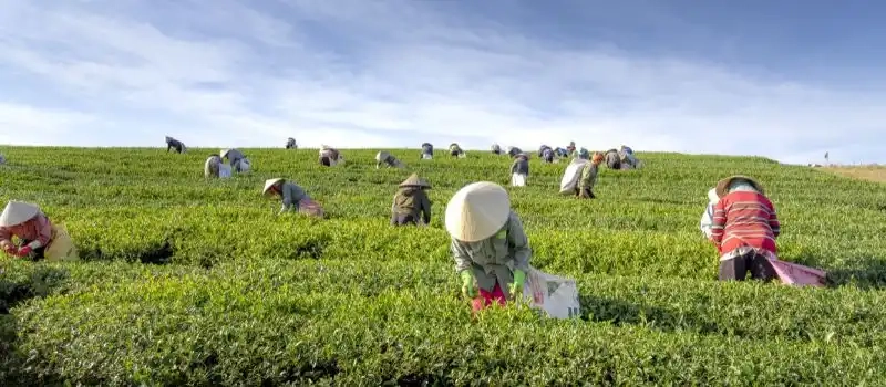 Vivre un voyage au Vietnam sur mesure authentique et exceptionnel