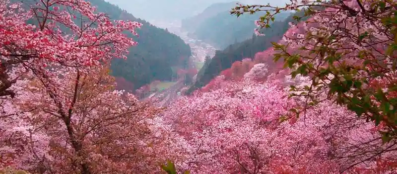 Voyage au Vietnam au printemps: Admirez les fleurs en plein essor