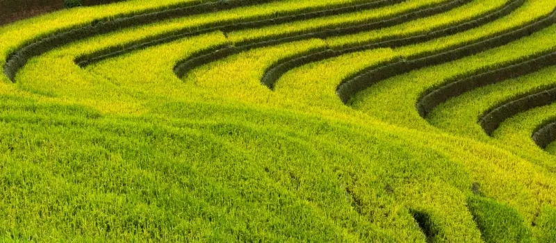 Voyage nature au Vietnam: rizières en terrasse et montagnes brumeuses du Nord