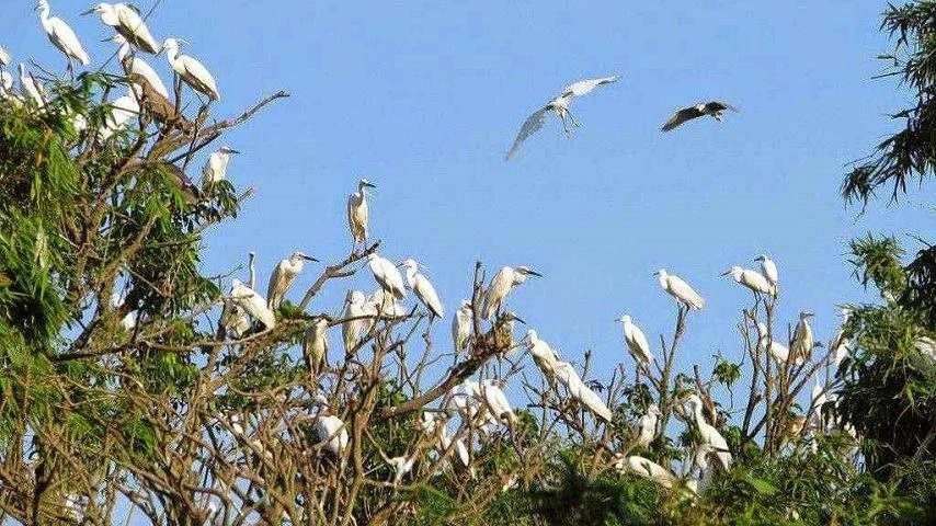 Visiter le sanctuaire d'oiseaux de Ngoc Hien