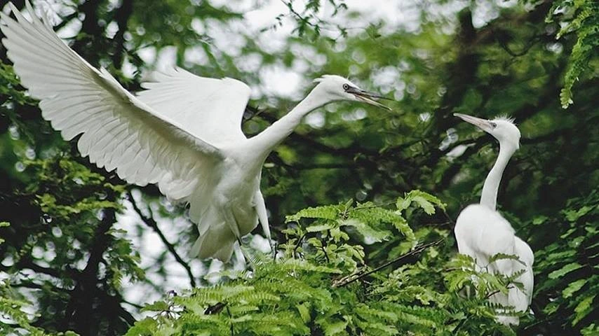 Le sanctuaire d'oiseaux de Ngoc Hien