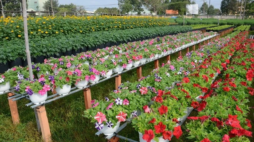 Le jardin de fleurs de Tan Quy Dong