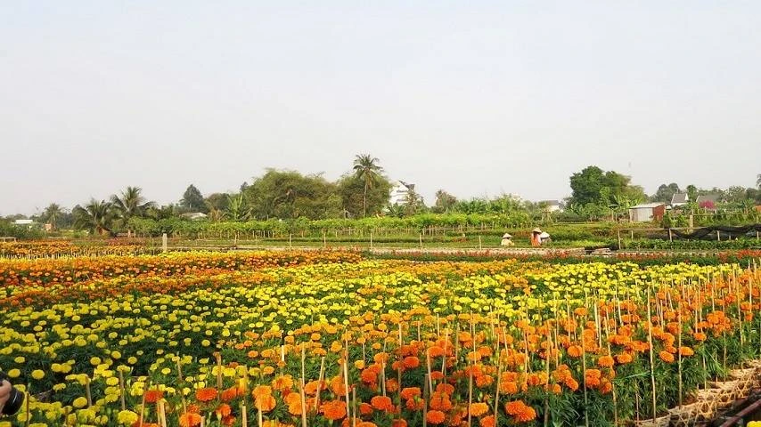 Visiter le jardin de fleurs de Tan Quy Dong