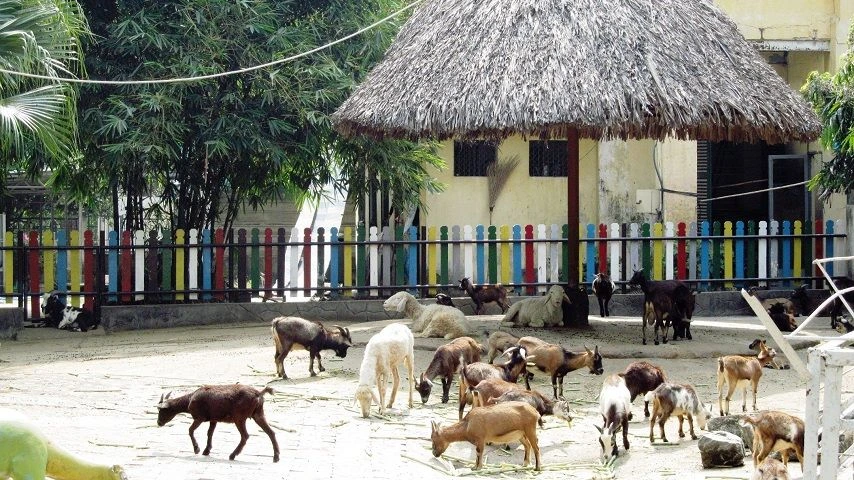 Visiter le jardin botanique et zoologique &agrave; Ho Chi Minh ville