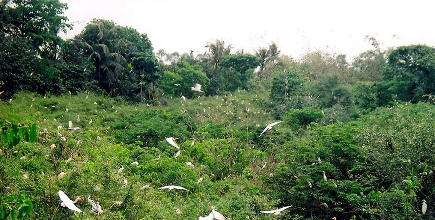 Visiter le jardin aux cigognes de Thap Muoi