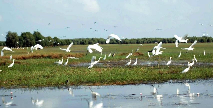 Le jardin aux cigognes de Thap Muoi