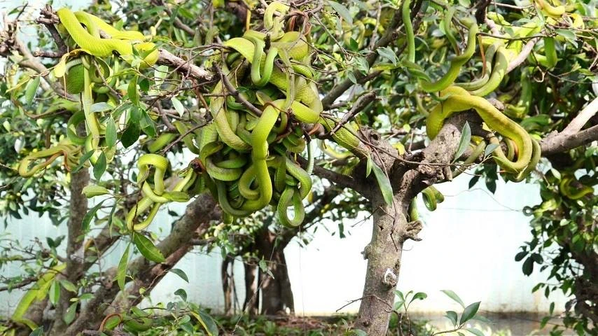 La ferme aux serpents de Dong Tam