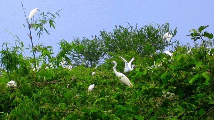 Le jardin touristique Bang Lang C&acirc;n Tho