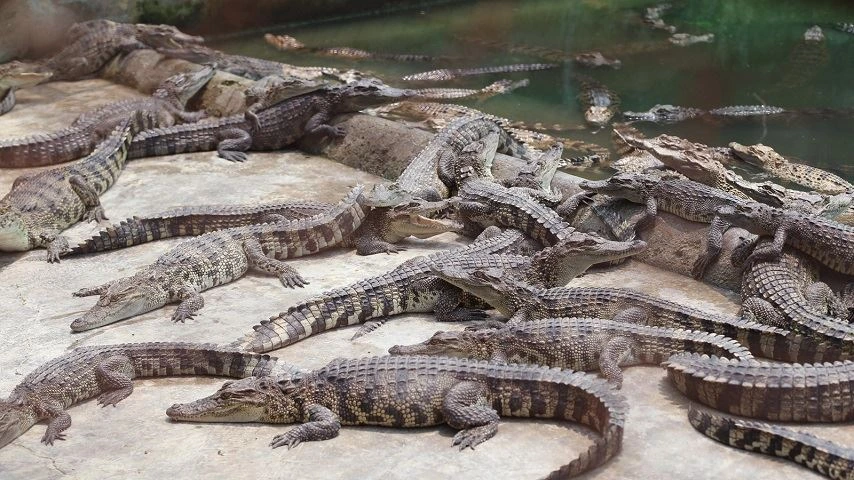 La ferme Hoa C&agrave; Saigon