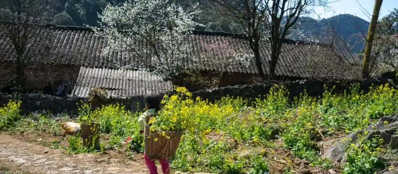 Voyage &agrave; Ha Giang et d&eacute;couverte du plateau de Dong Van