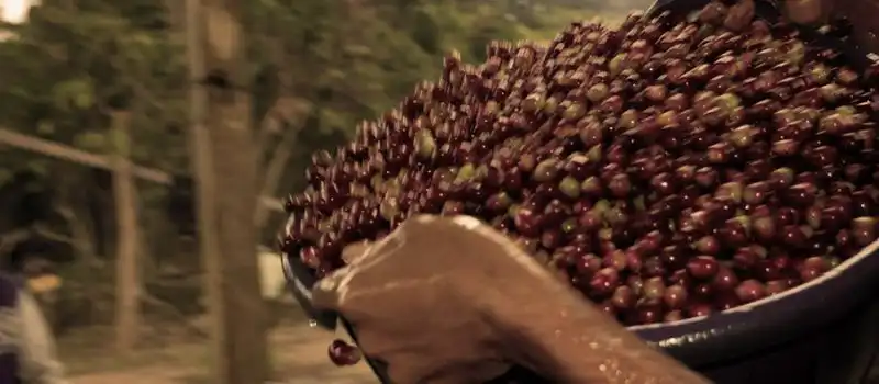 cafe-du-plateau-des-bolovens-au-laos