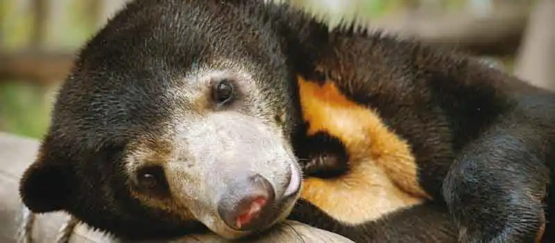 Centre de sauvetage de faune de Phnom Tamao