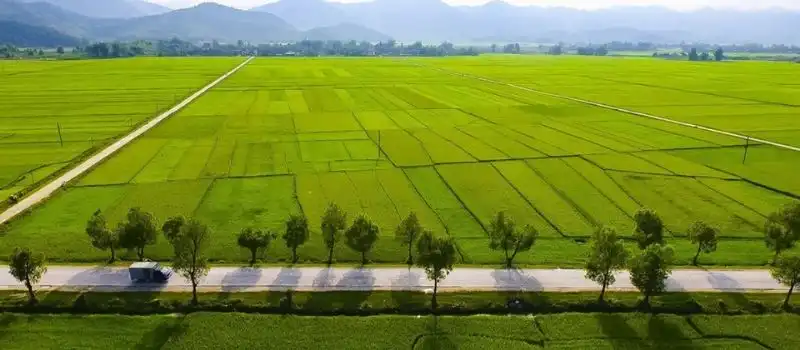 Champ de Muong Thanh